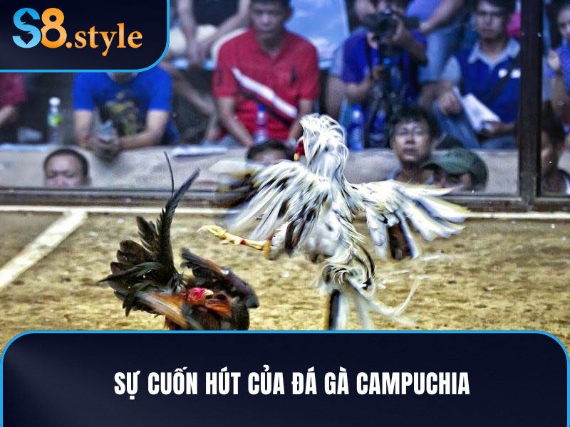 Đá gà Campuchia