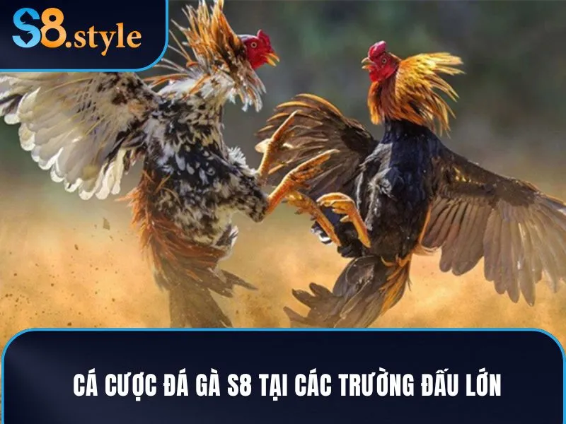 Cá cược đá gà S8 tại các trường đấu lớn