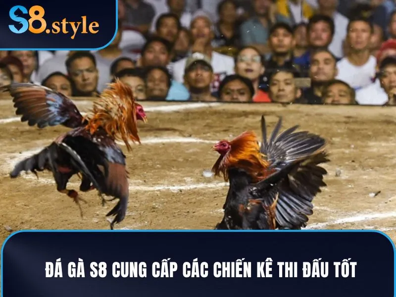 Đá gà S8 cung cấp các chiến kê thi đấu tốt