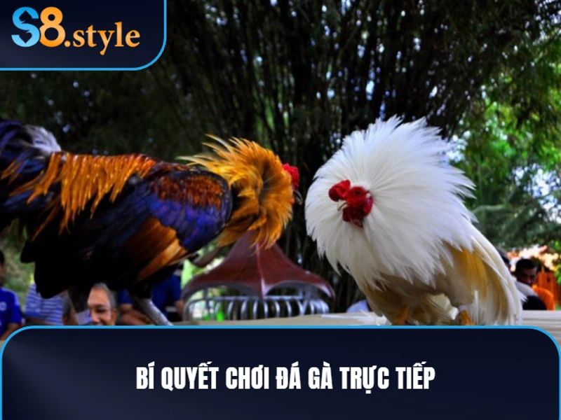 Đá gà trực tiếp và hướng dẫn chơi chi tiết