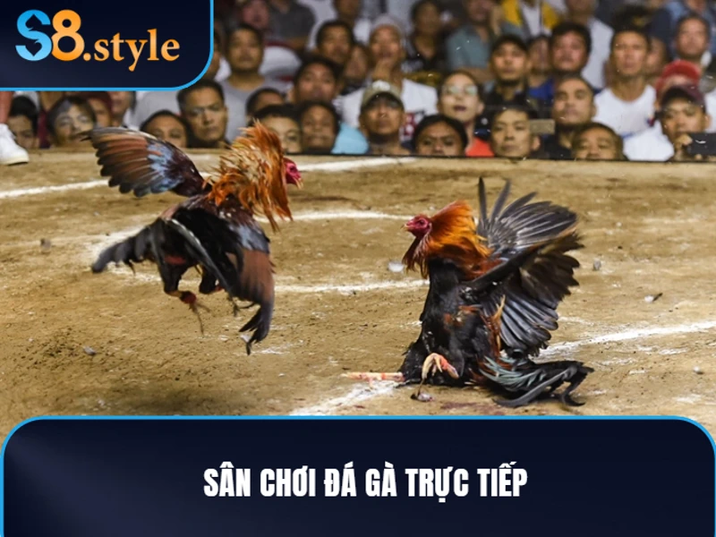 Giới thiệu đá gà trực tiếp